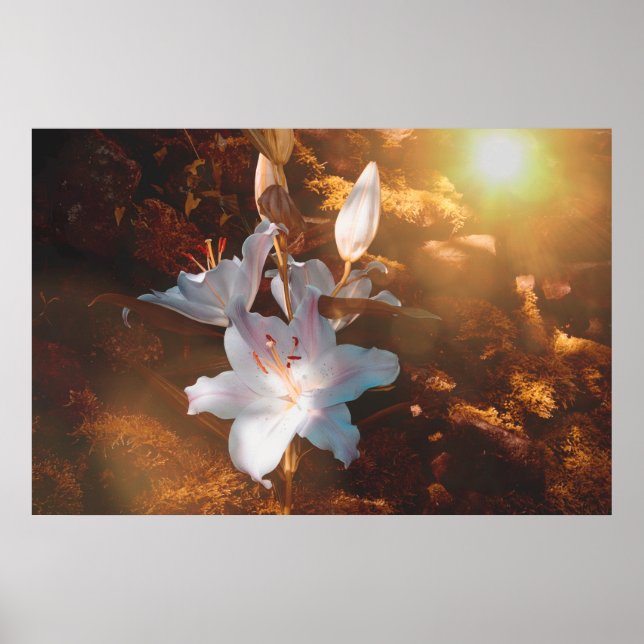Poster Lilies magiques - (Devant)
