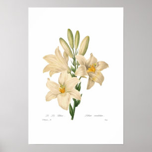 Poster Lilium candidum