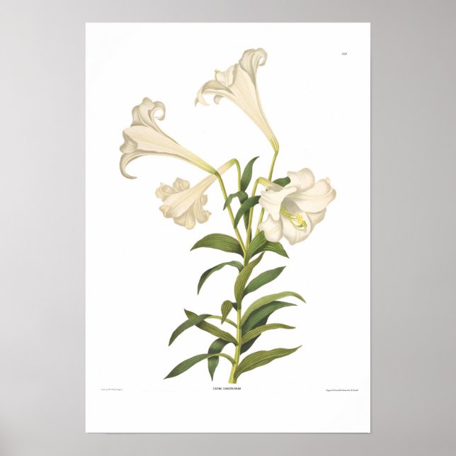 Poster Lilium longiflorum (Devant)