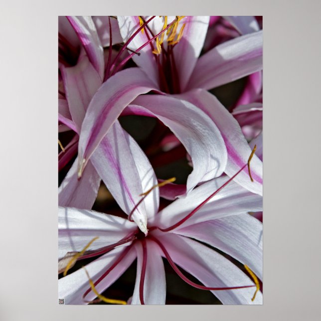Poster Liliums (Devant)