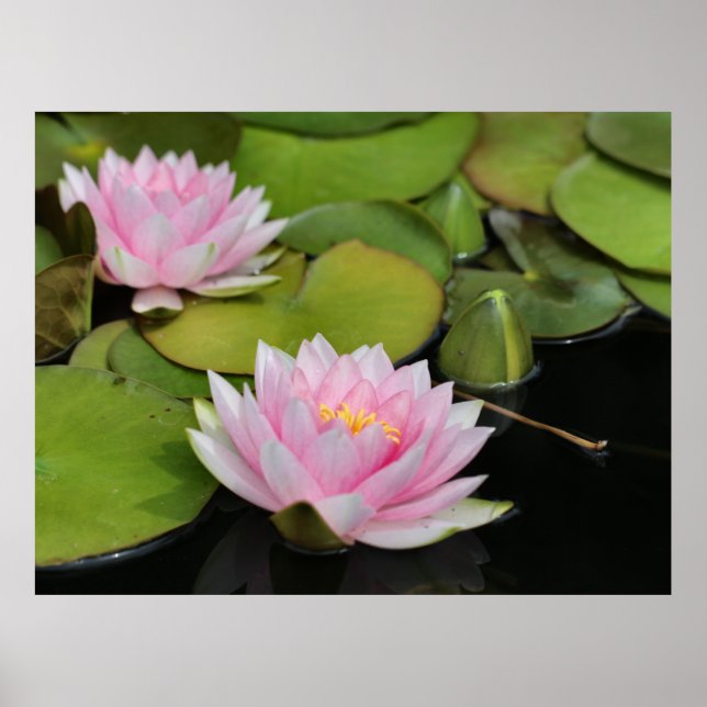 Poster Lillies d'eau (Devant)