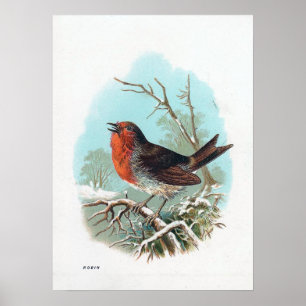 Poster L'illustration de Robin Vintage Bird