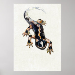 Poster L'illustration scientifique de la salamandre de Lo