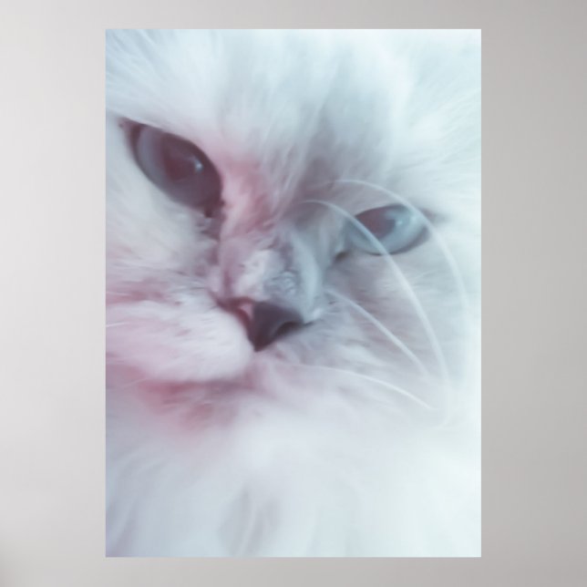 Poster Lilly (Devant)