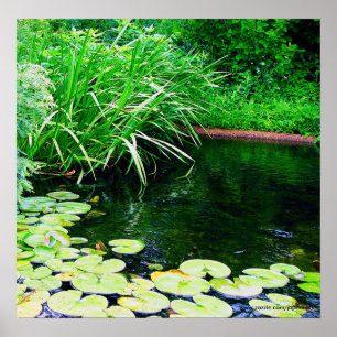 Poster lilly pond, www.zazzle.com/jbpeanut