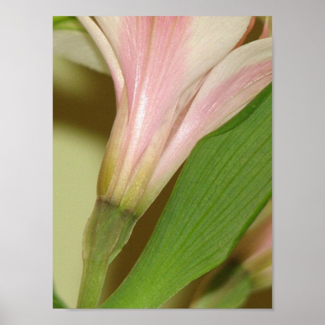 Poster Lily (Devant)