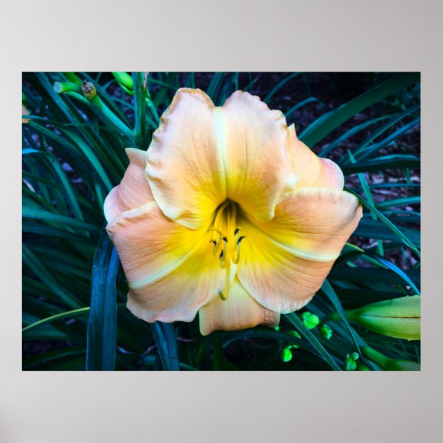 Poster Lily, (Devant)