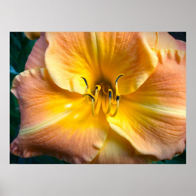 Poster Lily, (Devant)