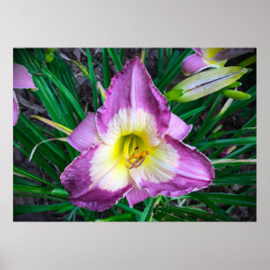 Poster Lily,