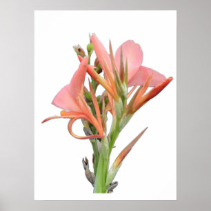 Poster Lily