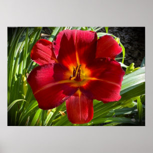 Poster Lily,