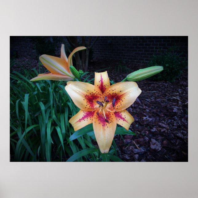 Poster Lily, (Devant)