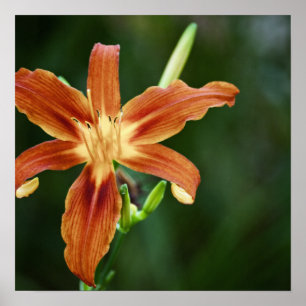 Poster Lily 6588 Imprimer