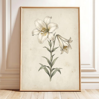 Poster Lily Art Botanique Antique pour Murs