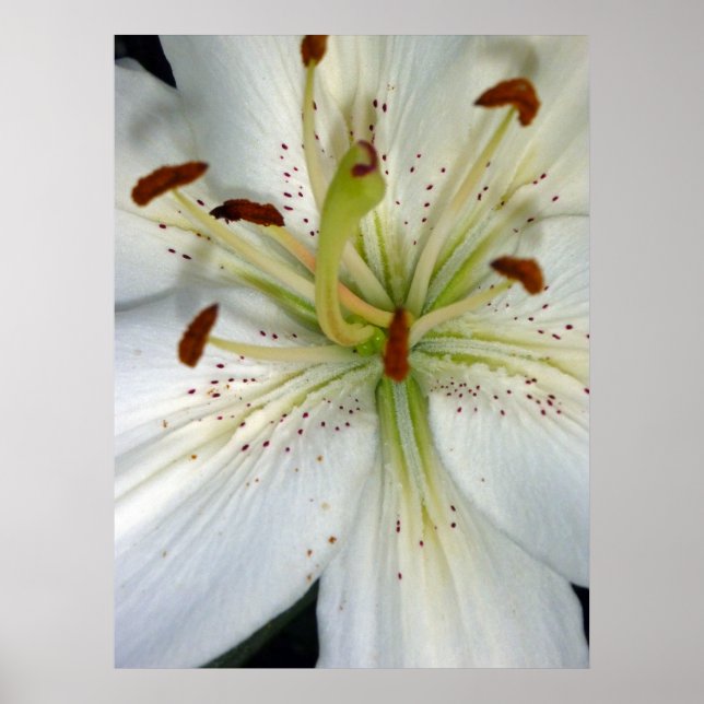 Poster Lily blanche gros plan (Devant)