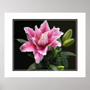 Poster-Lily-Blume Poster