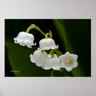 Poster Lily de la Vallée