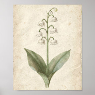 Poster Lily de la Vallée Art Botanique Floral