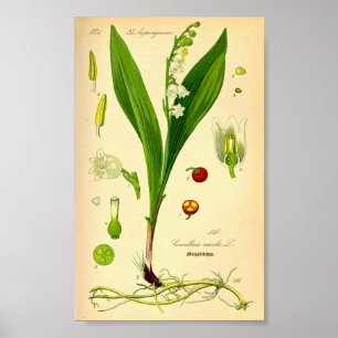 Poster Lily de la Vallée (Convallaria majalis)