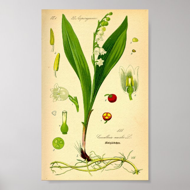 Poster Lily de la Vallée (Convallaria majalis) (Devant)