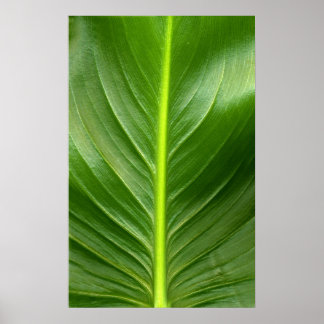 Poster Lily Leaf