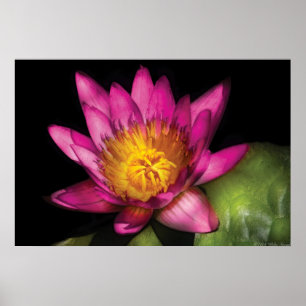 Poster Lily - Nymphaea Ruby - Passion
