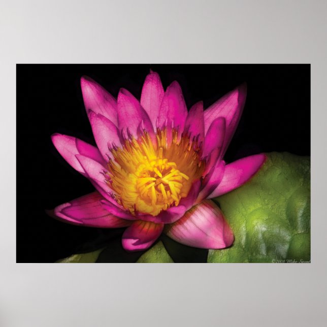 Poster Lily - Nymphaea Ruby - Passion (Devant)