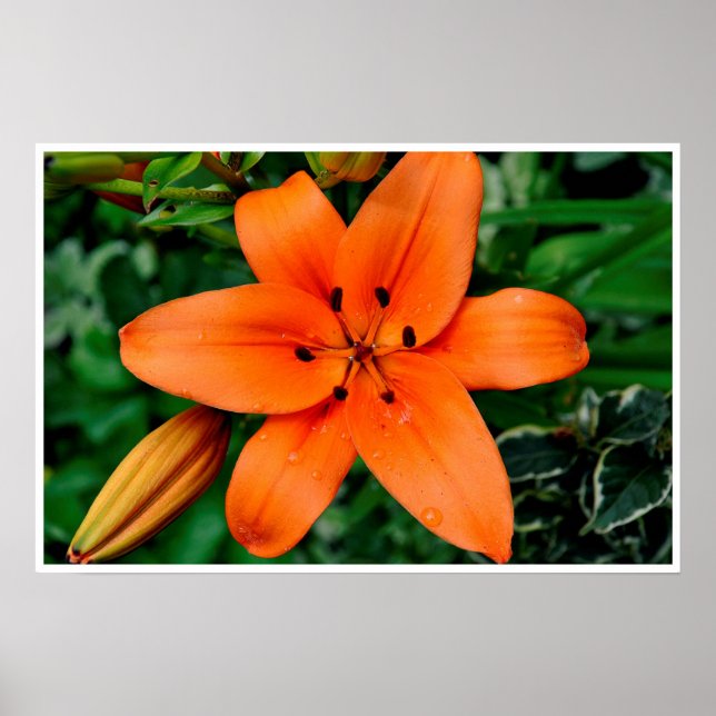 Poster Lily orange (Devant)