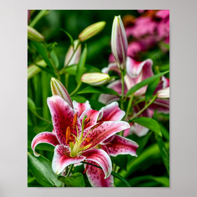 Poster Lily orientale (Devant)