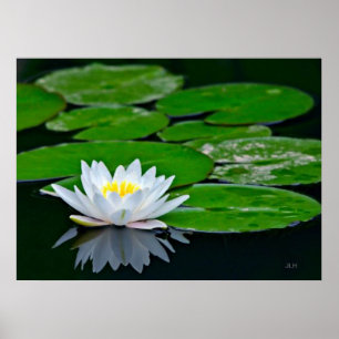 Poster Lily Pads et Lotus
