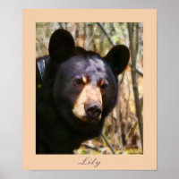 Lily, une ours noire américaine