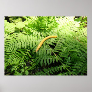 Poster Limace banane sur fougères I