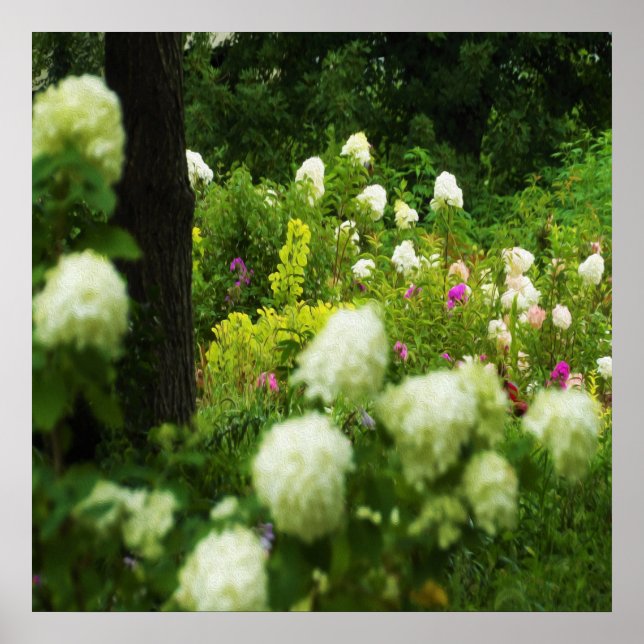 Poster Limelight Hydrangeas dans My Rubio Garden (Devant)
