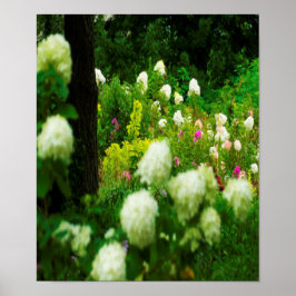 Poster Limelight Hydrangeas dans My Rubio Garden