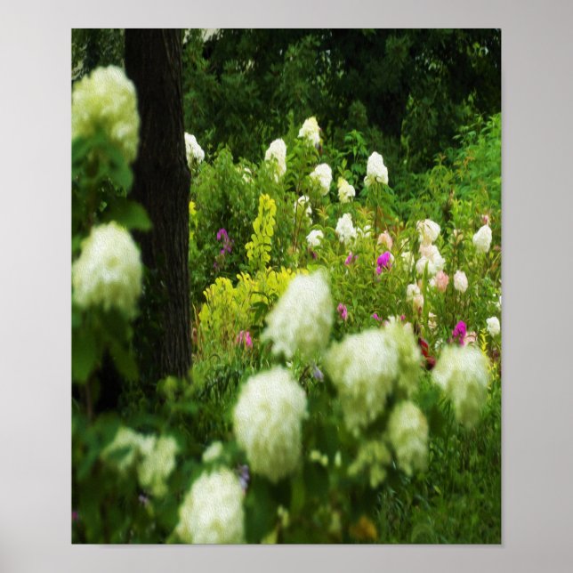 Poster Limelight Hydrangeas dans My Rubio Garden (Devant)