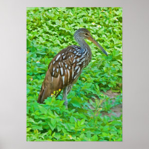 Poster Limpkin, copie d'oiseau de marais