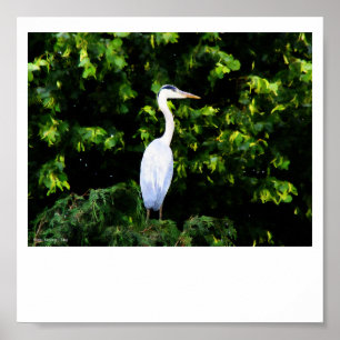 Poster L'impression d'oiseaux blancs