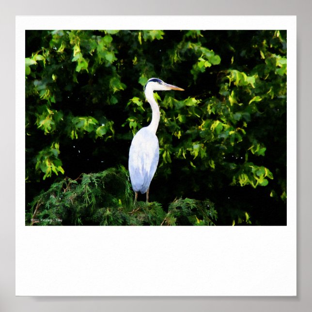Poster L'impression d'oiseaux blancs (Devant)