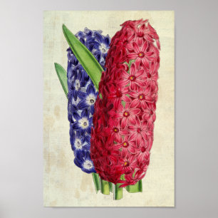 Poster Lina botanique vintage & Argus Oriental Hyacinth