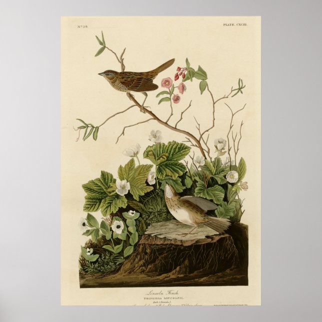 Poster Lincoln Finch (Devant)