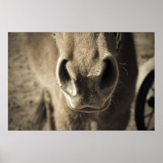 Poster L'incroyable comestible M. Ed