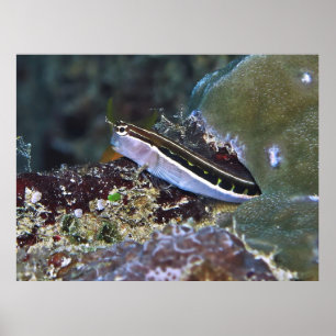 Poster Linear Blenny