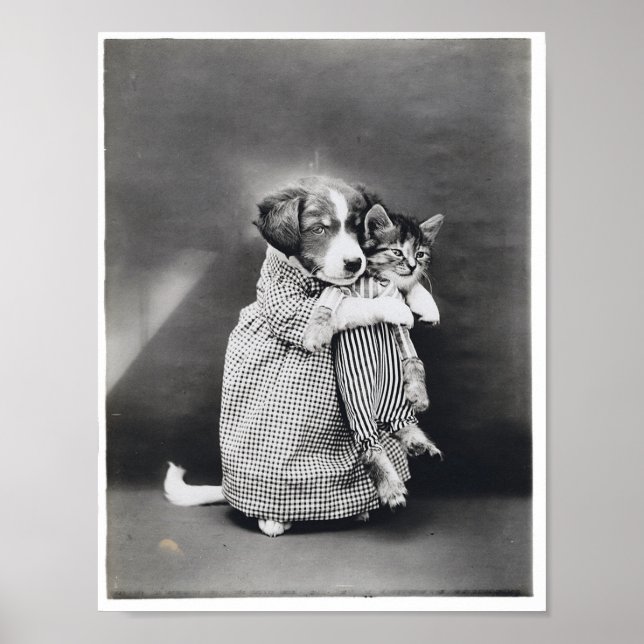 Poster L'Infirmière Chaton Chaton Harry Whittier Libère 1 (Devant)