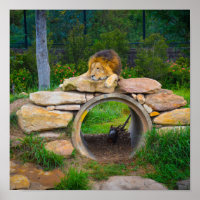 Poster Lion