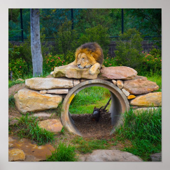 Poster Lion (Devant)