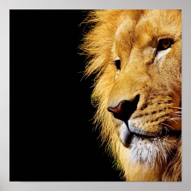 Poster Lion (Devant)