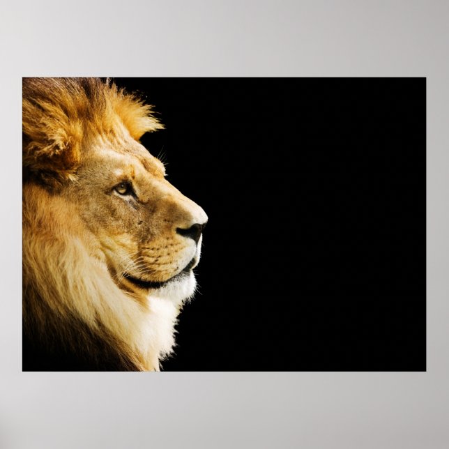 Poster Lion (Devant)