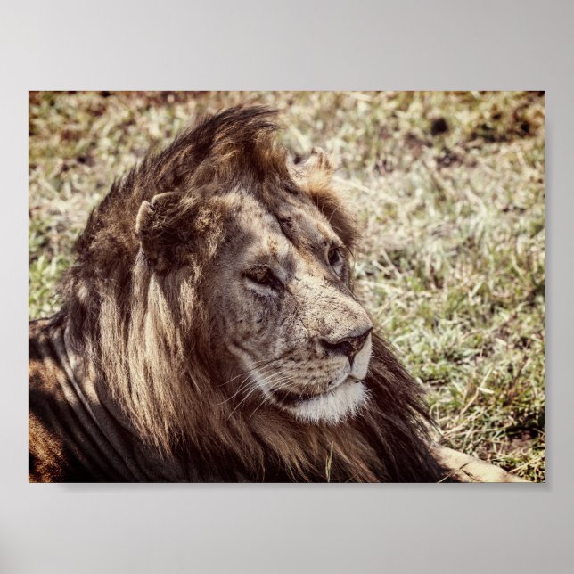 Poster Lion (Devant)