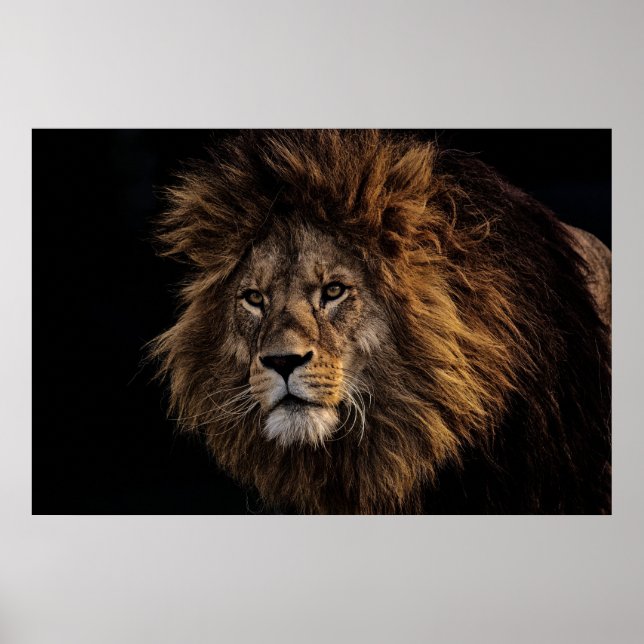 Poster Lion (Devant)