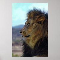 Poster Lion